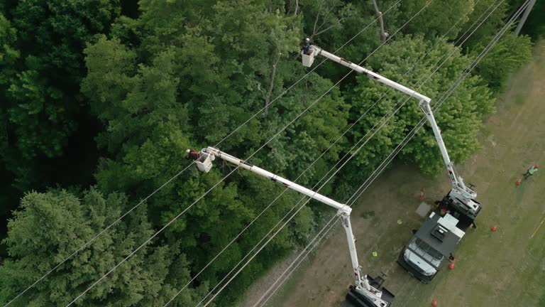  Taylor Lake Village, TX Tree Services Pros