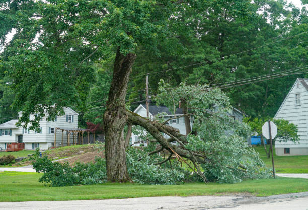 Best Tree and Shrub Care  in Taylor Lake Village, TX