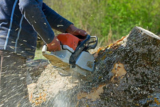 Best Stump Grinding and Removal  in Taylor Lake Village, TX